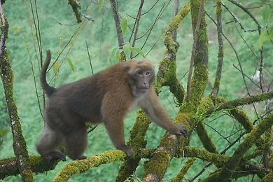 Arunachal macaque Nature Conservation Foundation Debapriyo Chakraborty