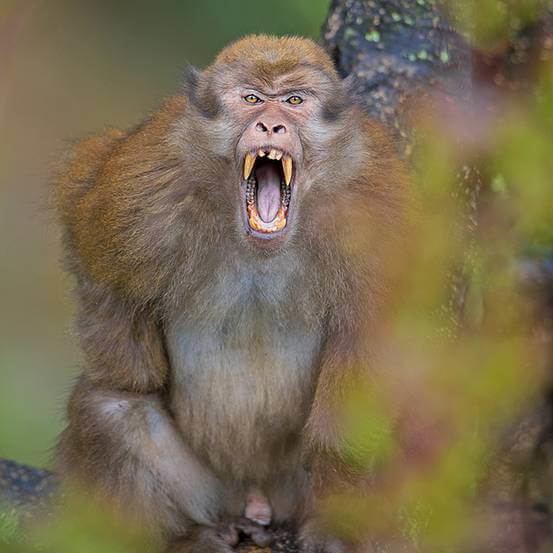 Arunachal macaque In Pictures Showcasing India39s Endangered Species
