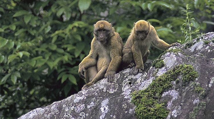 Arunachal macaque Nature Conservation Foundation Monkey of the deep jungle