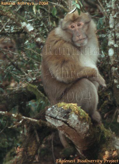 Arunachal macaque Birding Hotspots of W Arunachal Pradesh