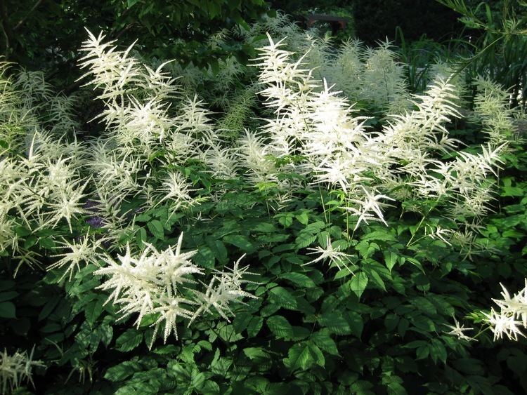 Aruncus dioicus ARUNCUS dioicus 9cm Evergreens Turn It Tropical