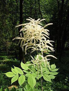 Aruncus dioicus httpsuploadwikimediaorgwikipediacommonsthu