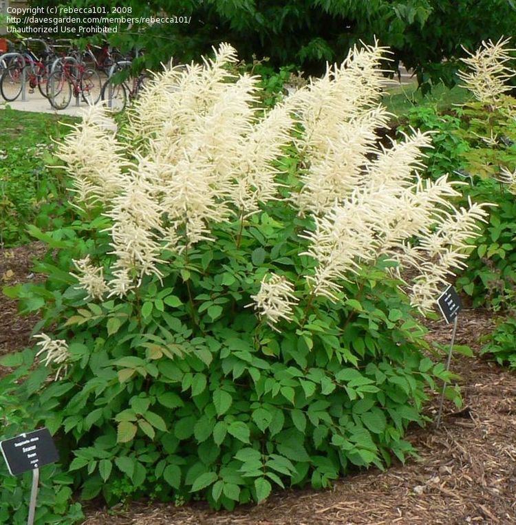 Aruncus dioicus 1000 images about Aruncus on Pinterest
