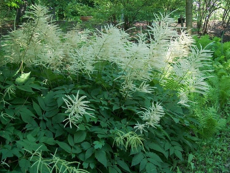 Aruncus dioicus FileAruncus dioicus Tyhtangervo VI08 C H5598jpg Wikimedia Commons