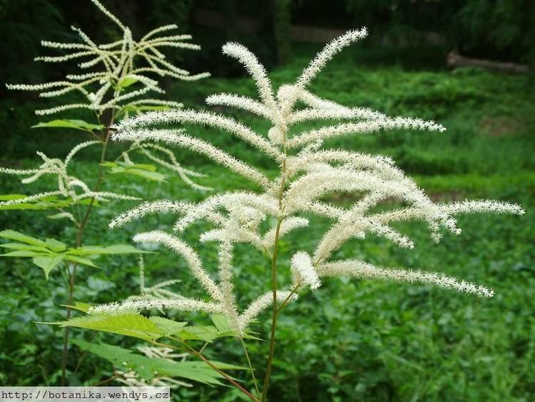 Aruncus dioicus medicinal herbs GOAT39S BEARD Aruncus dioicus