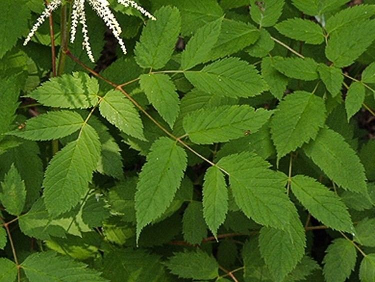 Aruncus dioicus Aruncus dioicus goat39s beard Go Botany
