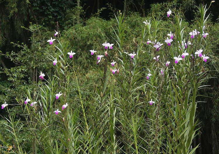 Arundina Photos of Colombia Flowers Arundina graminifolia bamboo orchid
