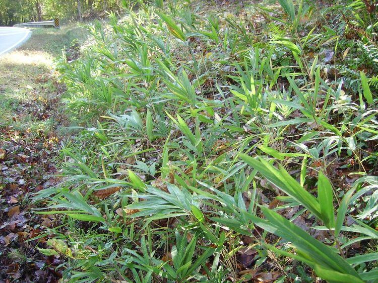 Arundinaria appalachiana BambooWeb Arundinaria appalachiana photos and Information pg2