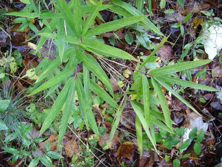 Arundinaria appalachiana BambooWeb Arundinaria appalachiana photos and Information pg1