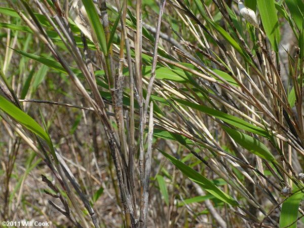 Arundinaria appalachiana Hill Cane Arundinaria appalachiana