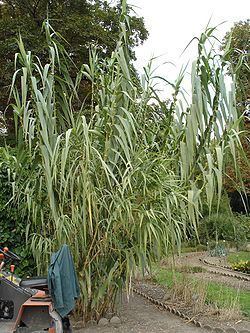 Arundo Arundo donax Wikipedia