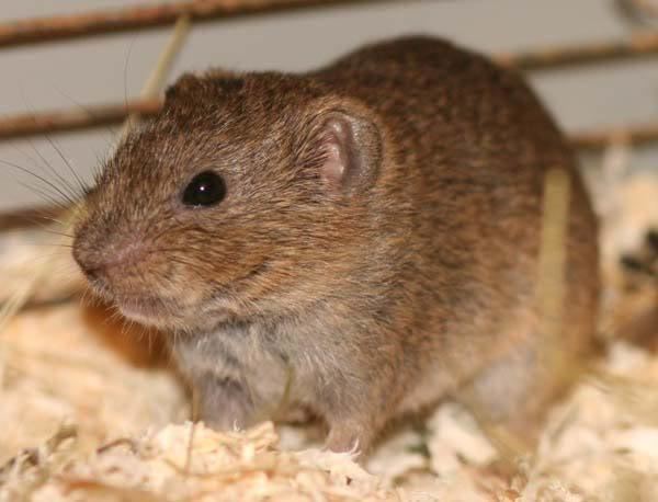 Arvicolinae Lab 7 Rodentia Names at University of Minnesota Twin Cities