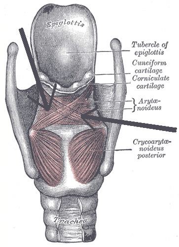 Aryepiglottic muscle