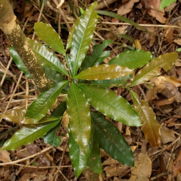 Arytera Arytera distylis Noosa39s Native Plants
