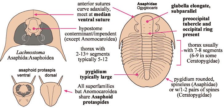 Asaphida Pictorial Guide to the Trilobite Order Asaphida