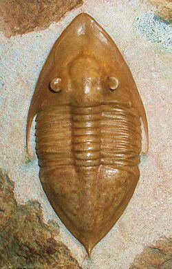 Asaphidae httpsuploadwikimediaorgwikipediacommonsthu