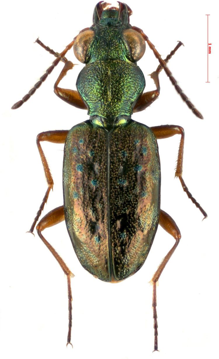 Asaphidion Genus Asaphidion Gozis 1886 Carabidae