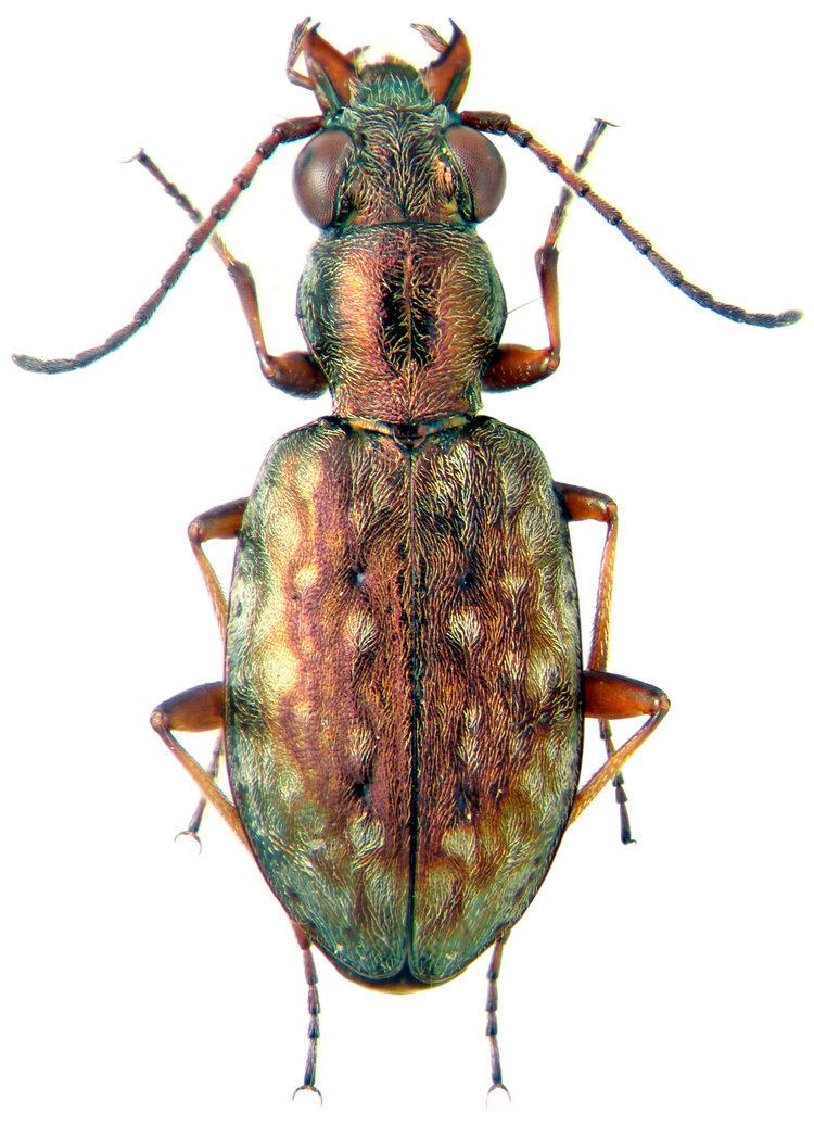 Asaphidion Genus Asaphidion Gozis 1886 Carabidae