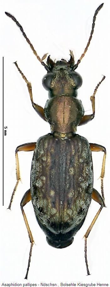 Asaphidion Asaphidion Bestimmungstabelle