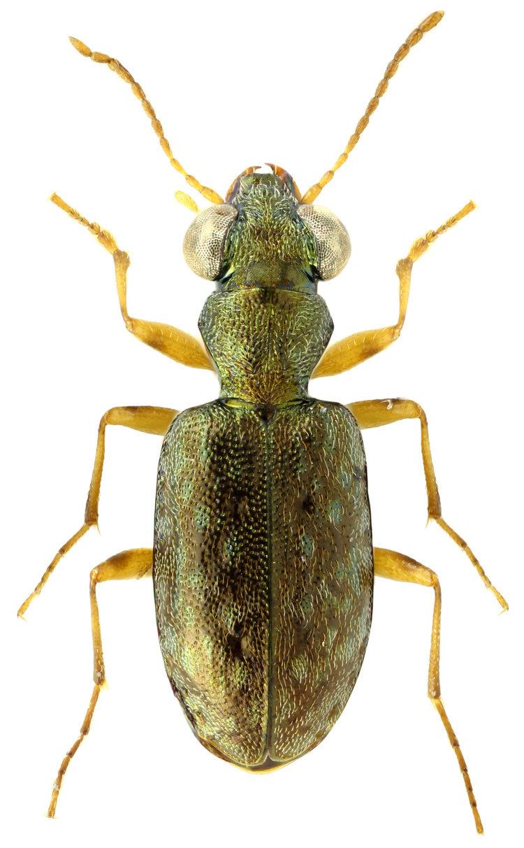 Asaphidion Carabidae