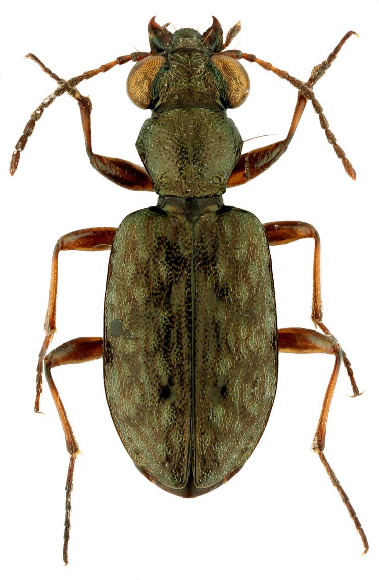 Asaphidion Asaphidion stierlini Heyden 1880d Carabidae