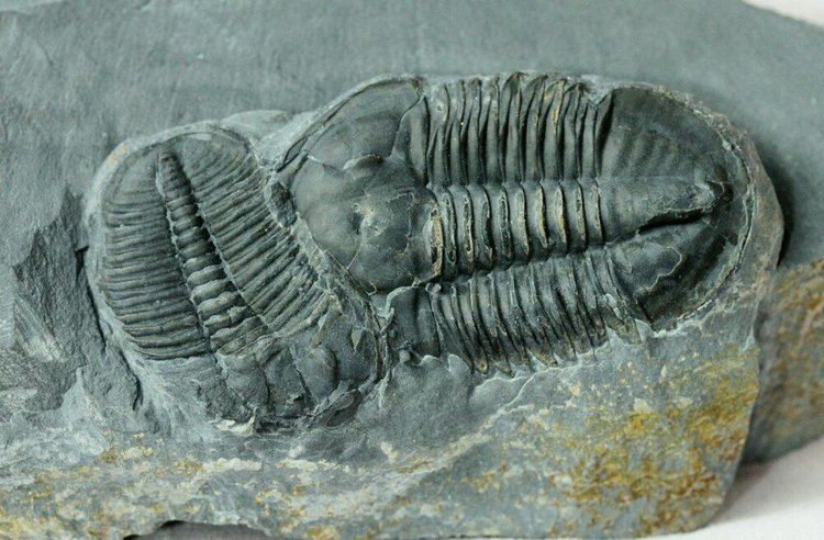 Asaphiscus 1000 images about Trilobites A Genus Asaphiscus syn eteraspis on