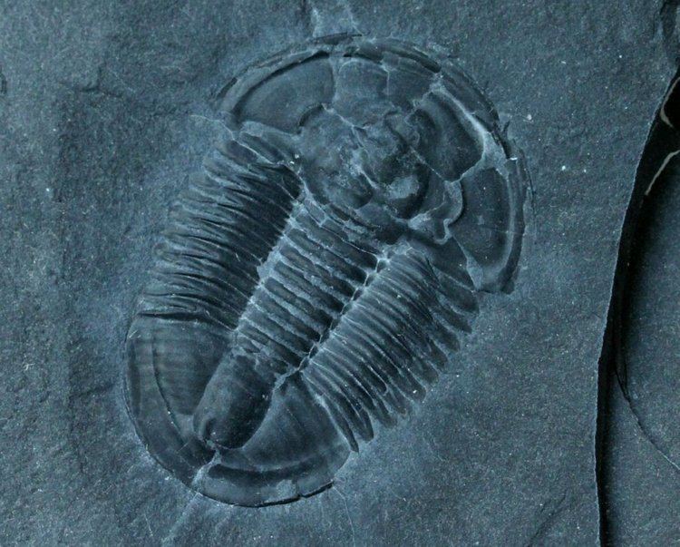 Asaphiscus Asaphiscus wheeleri Trilobite