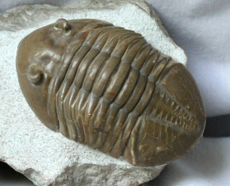 Asaphus Asaphus expansus Russian Trilobite