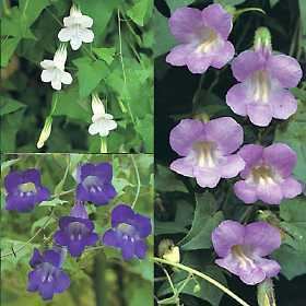 Asarina Jim39s Favorite Asarina Shooting Stars Flower Seeds