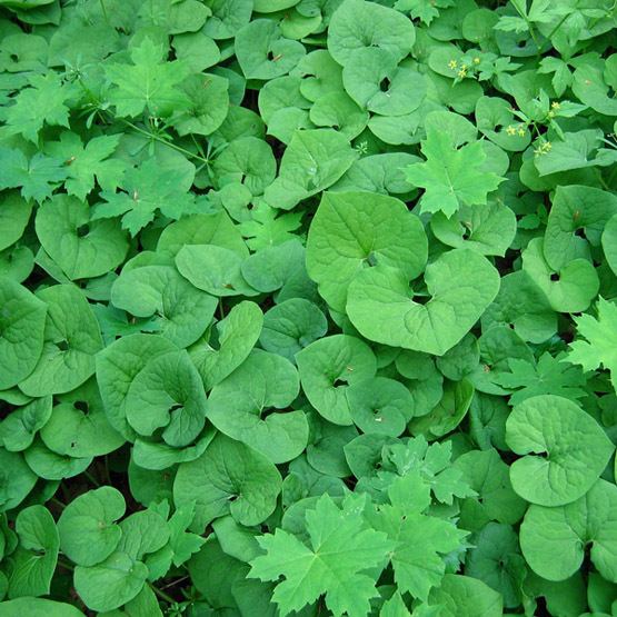 Asarum Asarum Fine Gardening