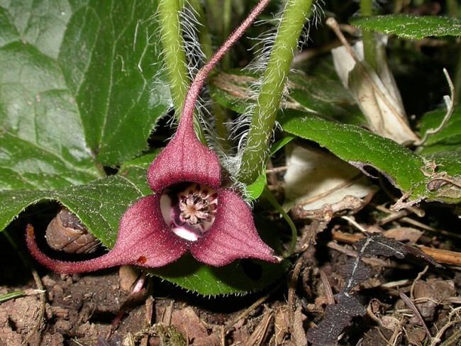 Asarum canadense Asarum canadense Aristolochiaceae Wild Ginger Environmental