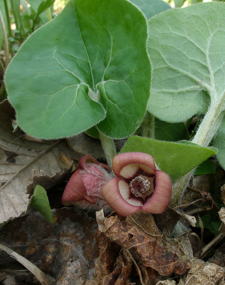 Asarum Asarum