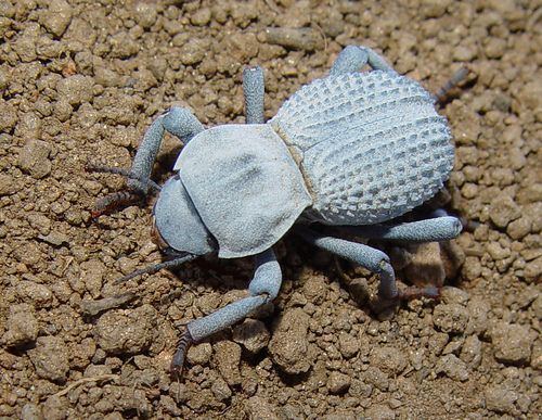 Asbolus verrucosus Blue Death Feigning Beetle Asbolus verrucosus Also known as the