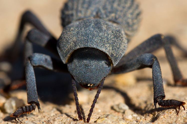 Asbolus verrucosus DesertIroncladBeetleTenebrionidaeAsbolusverrucosus Flickr