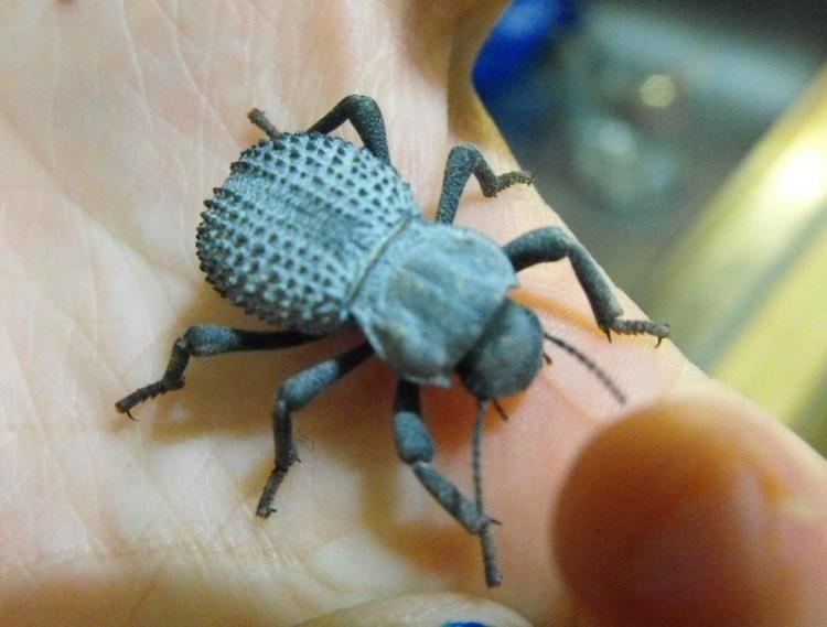 Asbolus verrucosus Asbolus Verrucosus Arachnoboards