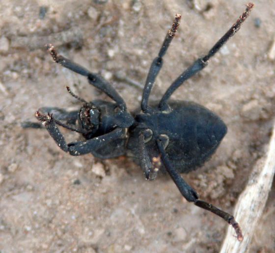 Asbolus verrucosus Desert Ironclad Beetle Asbolus verrucosus BugGuideNet