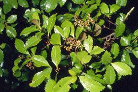 Ascarina Ascarina lucida var lucida New Zealand Plant Conservation Network