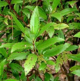 Ascarina Ascarina lucida var lanceolata New Zealand Plant Conservation Network