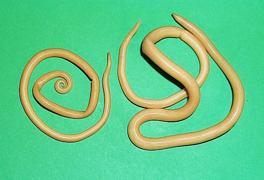 Ascaris Facts You Didn39t Know About Ascaris Lumbricoides Ascaris Lumbricoides