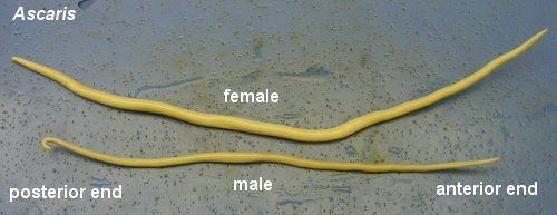 Ascaris Flatworms and Roundworms