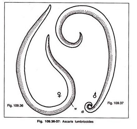 Ascaris Ascaris Lumbricoides Round Worm