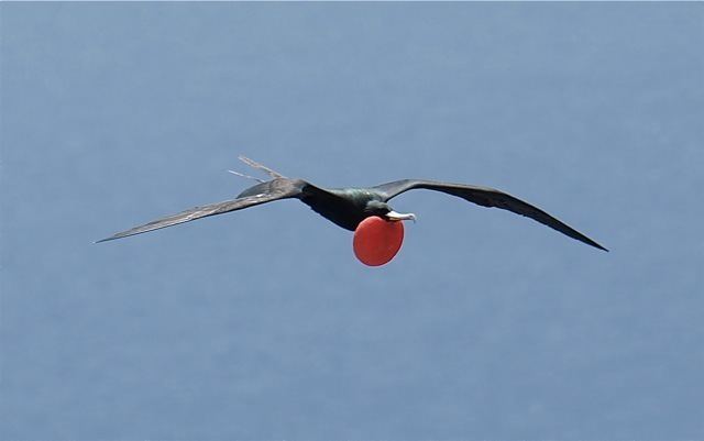 Ascension frigatebird Ascension Frigatebird Three Amigos Birding