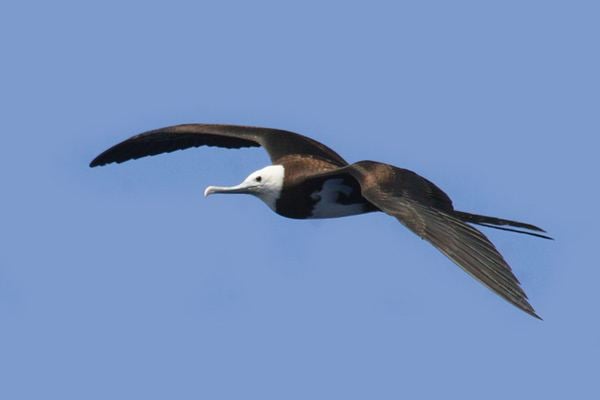 Ascension frigatebird AA Bird PhotographyothersASCENSION FRIGATEBIRD