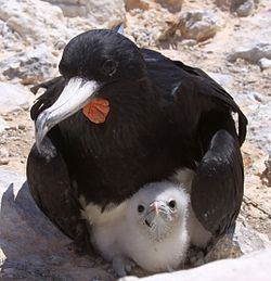 Ascension frigatebird Ascension frigatebird Wikipedia