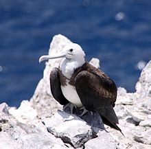 Ascension frigatebird httpsuploadwikimediaorgwikipediacommonsthu