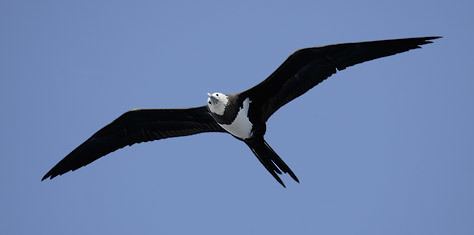 Ascension frigatebird Ascension Frigatebird Fregata aquila Photo Image