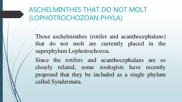 Aschelminth Aschelminthes lophotrochozoan and ecdysozoan phyla