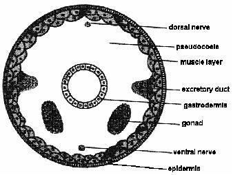 Aschelminth Phylum Aschelminthes Introduction to Medical Parasitology