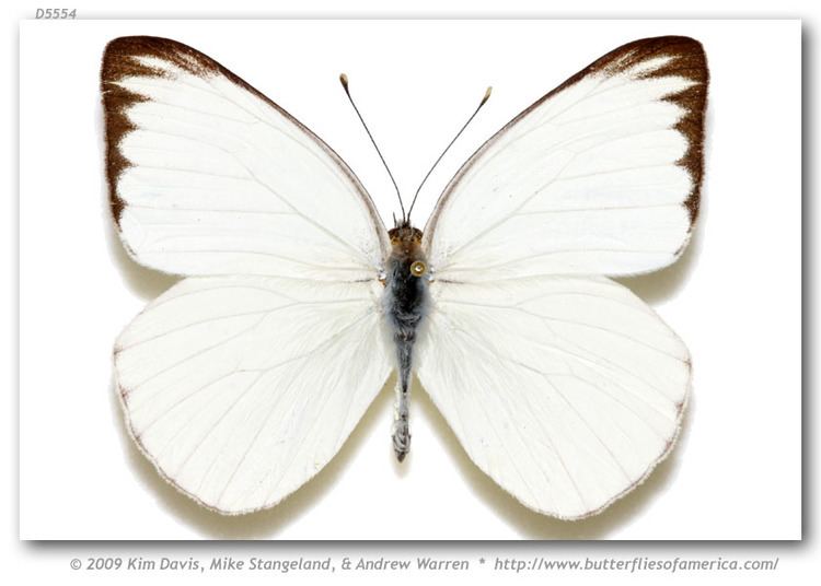 Ascia butterfliesofamericacomimagesPieridaePierinae