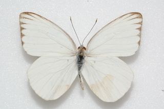 Ascia Ascia monuste Great Southern White Discover Life